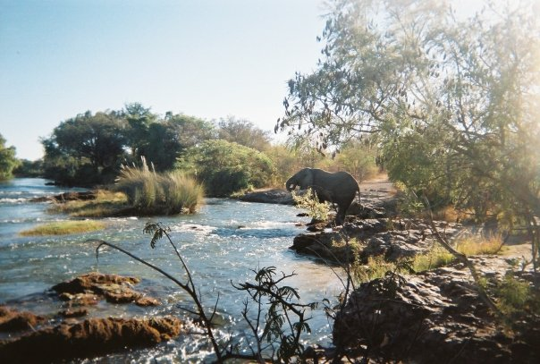 Elephant at Victoria Falls