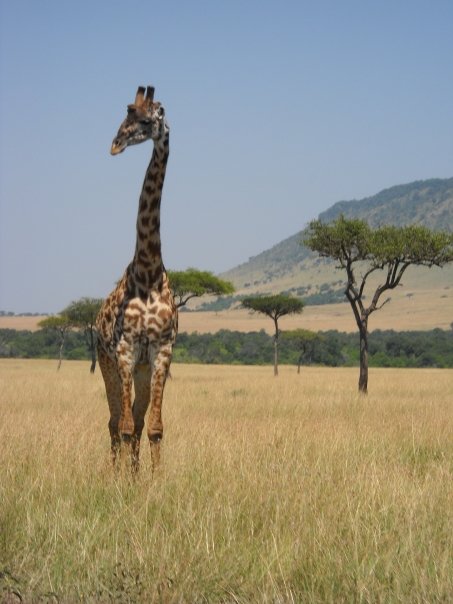 Giraffe on the Massai Mara