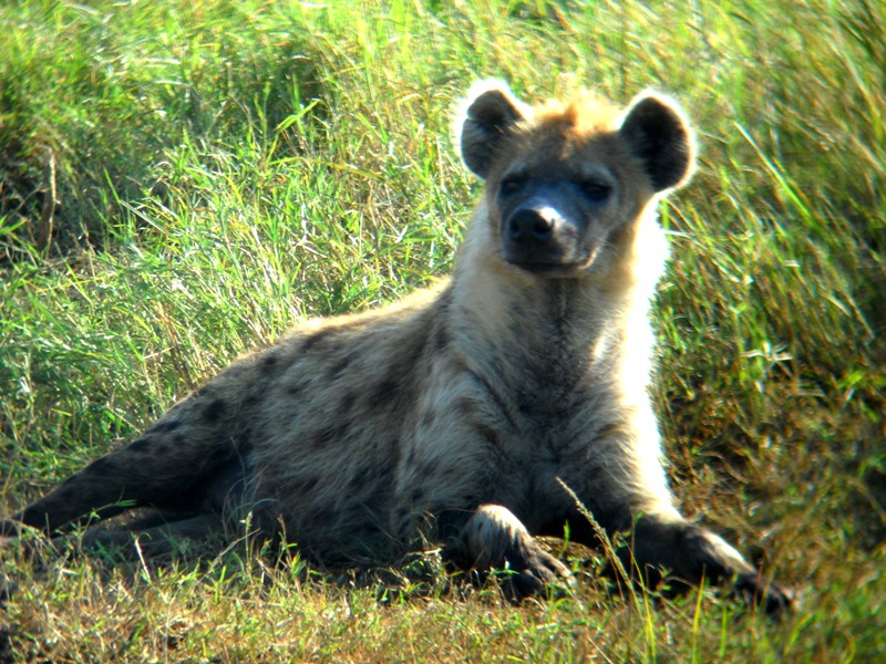 Hyena on the Massai Mara