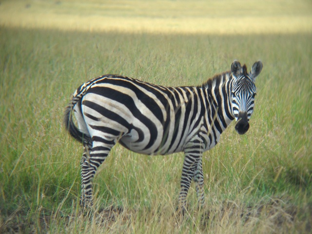 Zebra on the Massai Mara